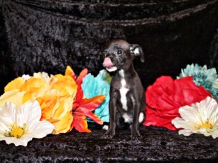 Sullivan – Adorable Baby Boy w/BIG Personality