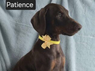 Patience
