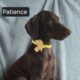 Patience