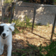 American Akita Girl Puppy – PHANTOM
