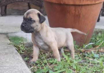 Presa Canario Male