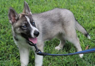 AKC REG SIBERIAN HUSKY PUP FEMALE