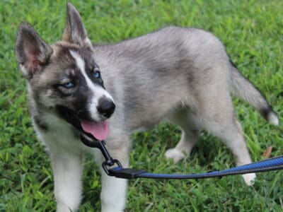 AKC REG SIBERIAN HUSKY PUP FEMALE