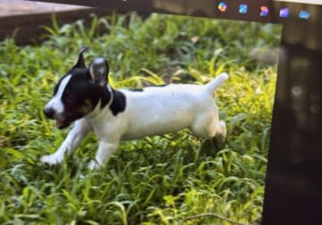 Teddy Roosevelt Terrier