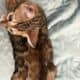 Amazing Simba Bengal Kitten