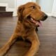 Rehoming AKC Golden Retriever