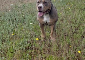 American bullies pocket abkc