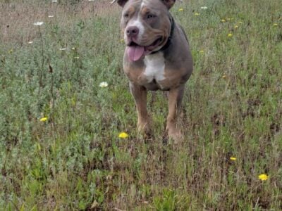 American bullies pocket abkc