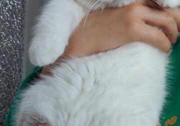 British shorthair male available