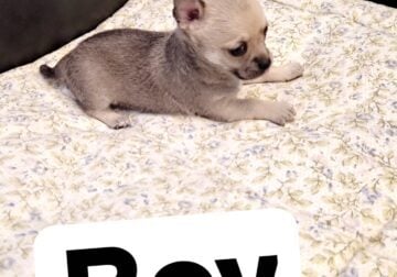 Chihuahua puppies