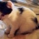 Maine Coon Mix Kittens need good Homes