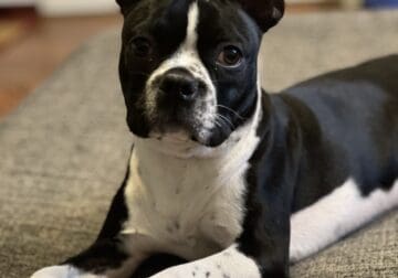 Purebred Boston Terrier For Sale