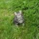 Xenon – American bobtail kitten for sale