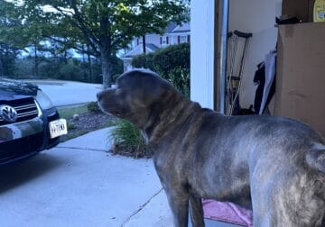 CANE CORSO (REHOME)