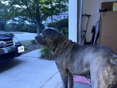 CANE CORSO (REHOME)