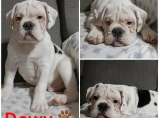 Dewy Male Olde English Bulldogge