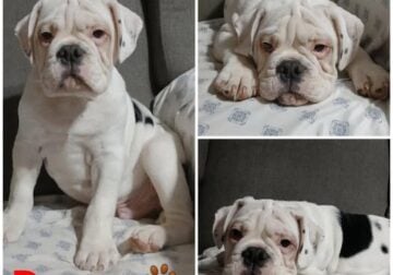 Dewy Male Olde English Bulldogge