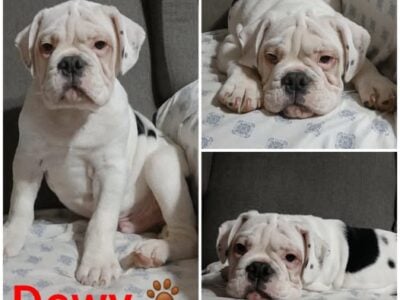 Dewy Male Olde English Bulldogge