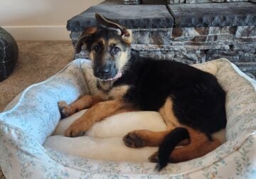 German Shepherd Puppy