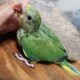 Male Indian Ringneck