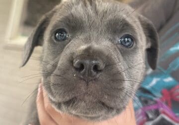 Cane Corso Puppies