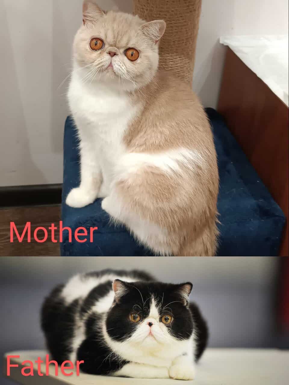 Exotic Shorthair Kitten | PetClassifieds.com