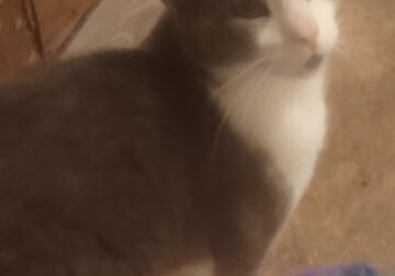 Older kittens in desperate need of loving home