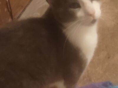 Older kittens in desperate need of loving home