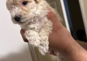 Maltipoo puppies