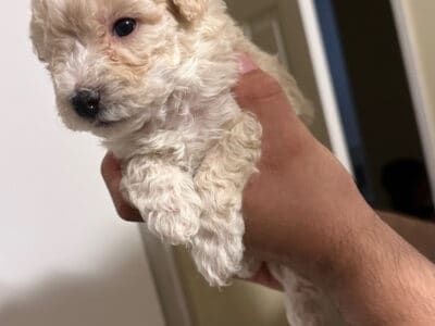 Maltipoo puppies