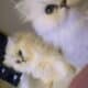 Beautiful Chinchilla Persian Kittens
