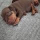 Pinpin puppies