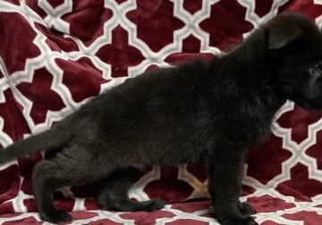 Black AKC Male German Shepherd Puppies 9wks