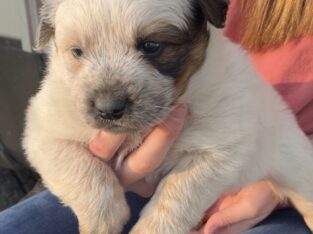 Heeler pups