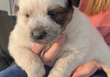 Heeler pups