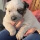 Heeler pups