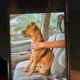 American Staffordshire looking for a new home