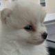 Pomeranian pup