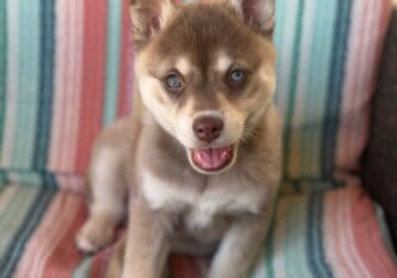 Puppy