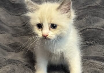 Mason – Blue Point Ragdoll Kitten