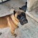 1 year old AKC registered female