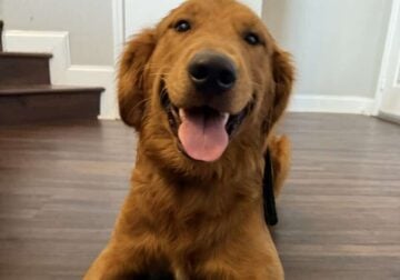 Rehoming AKC Golden Retriever