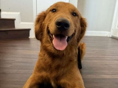 Rehoming AKC Golden Retriever