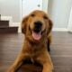 Rehoming AKC Golden Retriever