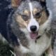 Pennbroke Welsh Corgi Male