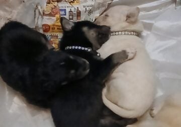 🐾 Gorgeous Labsky Puppies – 12 Available! 🐾