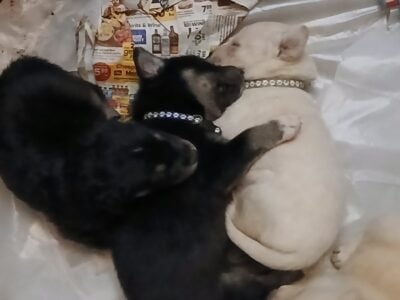 🐾 Gorgeous Labsky Puppies – 12 Available! 🐾