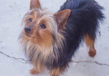 Akc yorkie stud