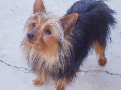 Akc yorkie stud