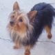 Akc yorkie stud